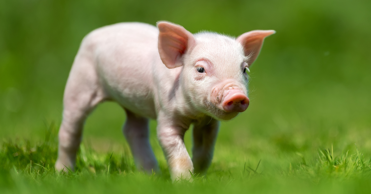 Keeping Pigs as Pets: Is It a Good Idea?